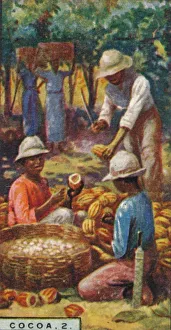 Plantation Worker Prints: Cocoa, 2. - Opening the Pods, Trinidad, 1928