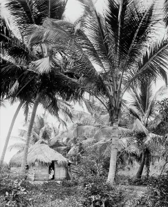 Coconut Palm Prints: Cocoanut palms, Puerto Rico, c1903. Creator: Unknown