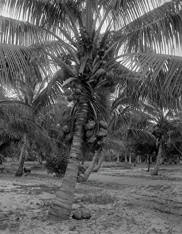 Coconut Palm Prints: Cocoanut trees, Lake Worth, Fla. between 1880 and 1897. Creator: William H. Jackson