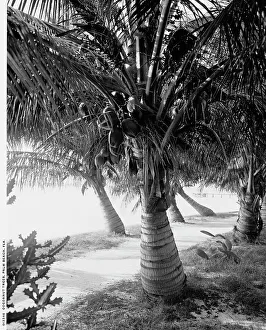 Coconut Palm Prints: Cocoanut trees, Palm Beach, Fla. between 1900 and 1906. Creator: Unknown