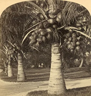 Coconut Palm Prints: Cocoanut Trees in the white sands of Florida. USA, c1900. Creator: Underwood & Underwood
