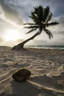 Sand Gallery: Coconut Paradise. Creator: Joshua Johnston