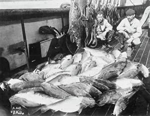Catch Prints: Cod and halibut, between c1900 and c1930. Creator: Unknown