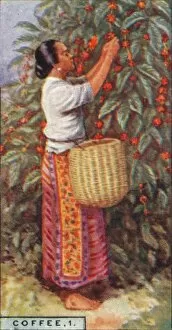 Coffee Plantation Collection: Coffee, 1. - Gathering the Berries, East Indies, 1928