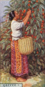 Coffee Plantation Collection: Coffee, 1. - Gathering the Berries, East Indies, 1928