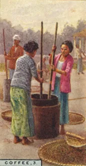 Coffee Plantation Collection: Coffee, 3. Hulling the Beans, Java, 1928