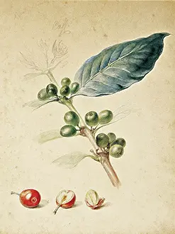 Coffee, c1818. Creator: Debret, Jean-Baptiste (1768-1848)