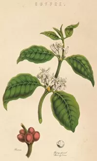 Coffee Plant Gallery: Coffee, c19th century