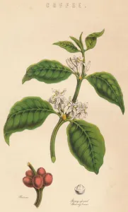 Coffee Beans Collection: Coffee, c19th century