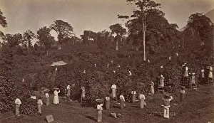 Panorama Prints: Coffee Harvesting, Las Nubes-Guatemala, 1875. Creator: Eadweard J Muybridge