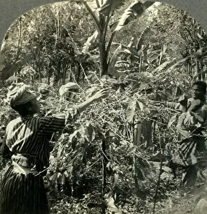 Coffee Plant Gallery: Coffee Pickers at Work, Plantation Scene in Guadeloupe, French West Indies, c1930s
