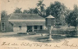 Coffee Plantation Collection: Coffee plantation, c1900
