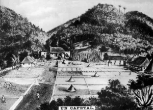 Coffee Plantation Collection: Coffee plantation, Cuba, 1768 (c1910)
