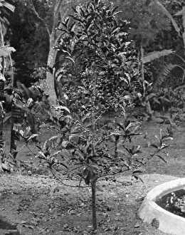 Jamaica Prints: Coffee tree, Jamaica, c1905. Artist: Adolphe Duperly & Son