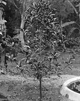 Coffee Plant Gallery: Coffee tree, Jamaica, c1905.Artist: Adolphe Duperly & Son