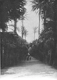 Un coin du jardin public d'Alger; Afrique du nord, 1914. Creator: Charles Chusseau-Flaviens