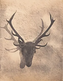 Shot Prints: Colins Royal Stag, ca. 1856. Creator: Horatio Ross
