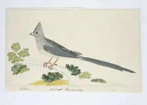 Hopeful Prints: Colius colius (White-backed mousebird), 1777-1786. Creator: Robert Jacob Gordon