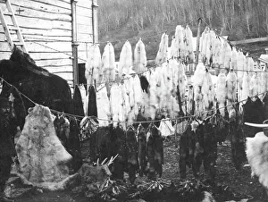 Russian Federation Prints: Collected furs in the city of Petropavlovsk-Kamchatsky