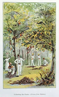 Venezuela Prints: Collecting cocoa, Venezuela, 1892
