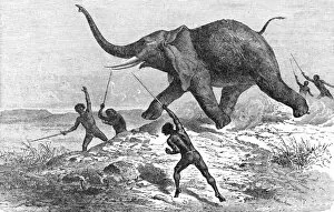 African Gallery: Collecting Ivory; Life in a South African Colony, 1875. Creator: Unknown
