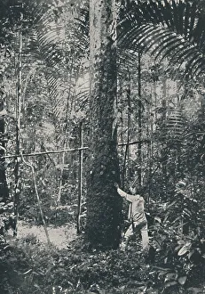 Ficus Prints: Collecting Rubber, 1916