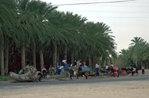 Oasis Prints: Collecting water in the evening in an oasis in the Sahara