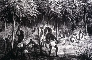 December Prints: Collection of cocoa in the month of December, engraving of 1890