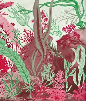 Diversity Gallery: A Collection of Over Fifty Species of Red, Green and Brown Seaweeds, 1935