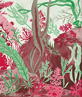 Seaweed Prints: A Collection of Over Fifty Species of Red, Green and Brown Seaweeds, 1935