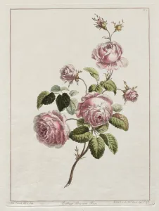 Late 18th Early 19th Century Prints: A Collection of Flowers Drawn after Nature - Cabbage Province Rose, 1801. Creator