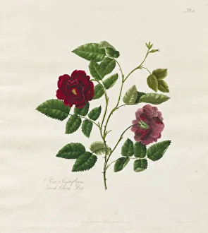 Late 18th Century Prints: A Collection of Roses from Nature: Dark China Rose, 1799. Creator: Mary Lawrence (British)