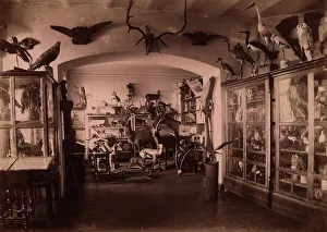 Collection of West Siberian Animals and Plants, 1889. Creator: N Terekhov