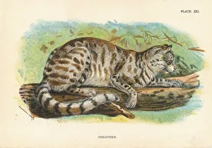 Lloyds Natural History Gallery: Colocolo, 1896