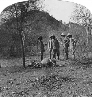 Images Dated 3rd March 2008: Colonel Afsurul Mulk on a tiger hunt, India, 1900s