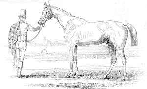 Jonathan Prints: Colonel Peels Orlando, the winner of the Derby, drawn by J. F. Herring Sen