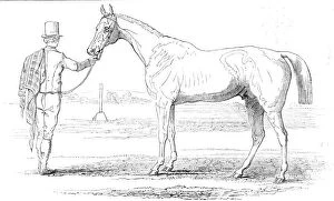 Horse Race Gallery: Colonel Peels 'Orlando', the winner of the Derby, drawn by J.F. Herring Sen