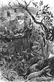 Rainforest Prints: The Colonial Exhibition: India, The Jungle, 1886. Creator: Unknown