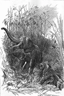 Cooch Behar Prints: The Colonial Exhibition: India: The Trophy of Kooch Behar, 1886. Creator: Unknown