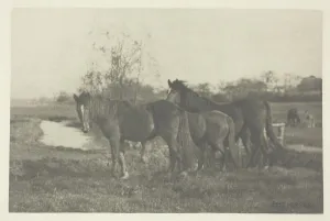 Colts on a Norfolk Marsh, 1883 / 87, printed 1888. Creator: Peter Henry Emerson