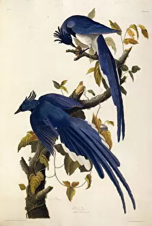 Audubon Gallery: Columbia Jay (Garrulus ultramarinus). From The Birds of America, 1827-1838
