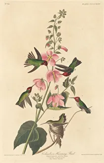 Hibiscus Prints: Columbian Humming Bird, 1838. Creator: Robert Havell