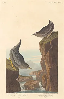Robert Havell Prints: Columbian Water Ouzel and Arctic Water Ouzel, 1838. Creator: Robert Havell