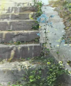 Aquilegia Prints: Columbine, between 1915 and 1930. Creator: Frances Benjamin Johnston