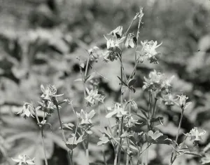Columbine (aguilegia), between 1910 and 1935. Creator: Frances Benjamin Johnston