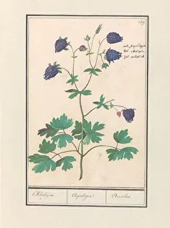 Aquilegia Prints: Columbine (Aquilegia), 1596-1610. Creators: Anselmus de Boodt, Elias Verhulst