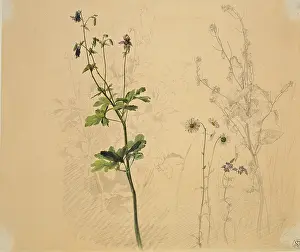 Vegetable Prints: Columbine, daisy, garlic loosestrife, and lobelia, 1816. Creator: Carl Philipp Fohr