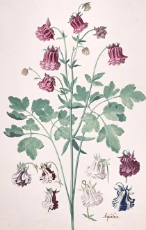 A Columbine or Grannys Bonnet... with Additional Studies of Flowers