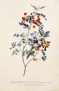 Colutea, c. 1745 (hand coloured engraving)