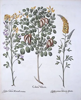 German School 17th Century Prints: Colutea Tree and Cytisus Varieties